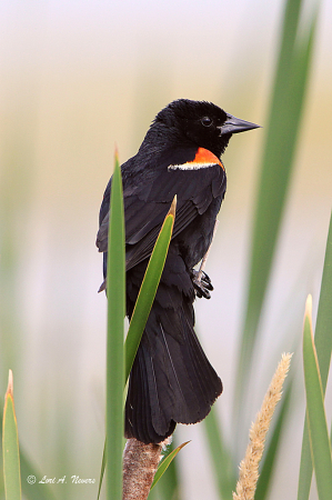 Red-Winged Blackbird