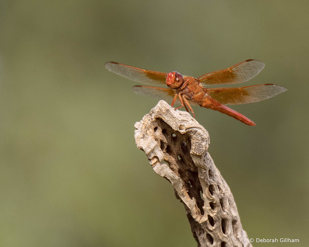 Orange Dragonfly