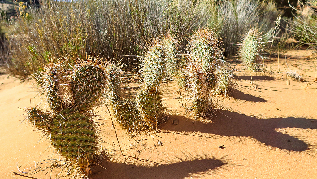 The dance of the desert cactus 