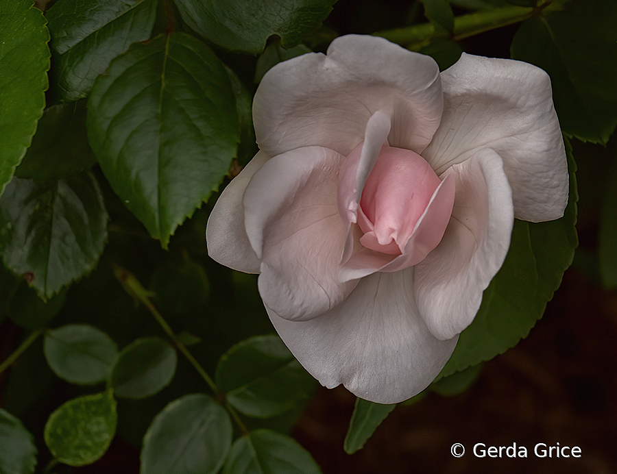 Delicate Pink and White Rose