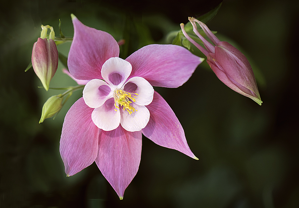 Purple Columbine  