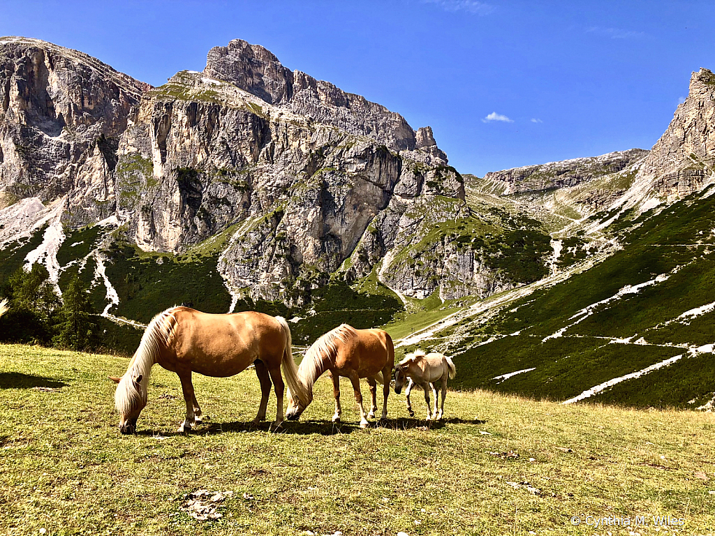 Highland Horses of the Dolomites - ID: 15830274 © Cynthia M. Wiles