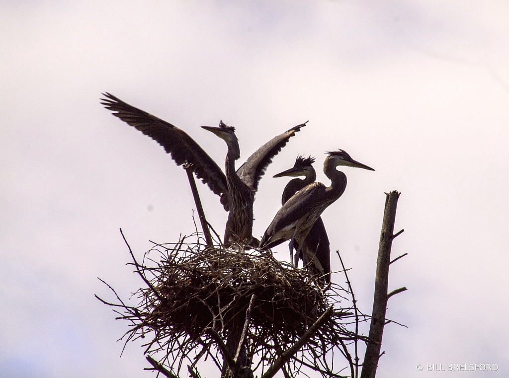 Great Blue Herons