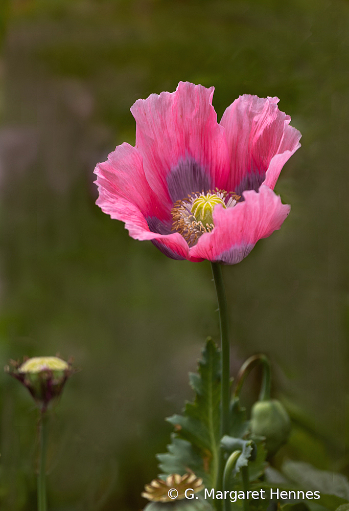 Papaver orientalis