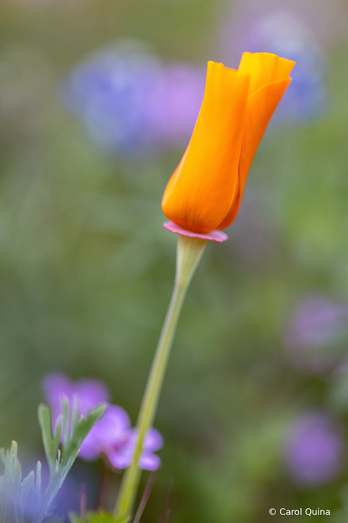 In a field of Purple, be Orange