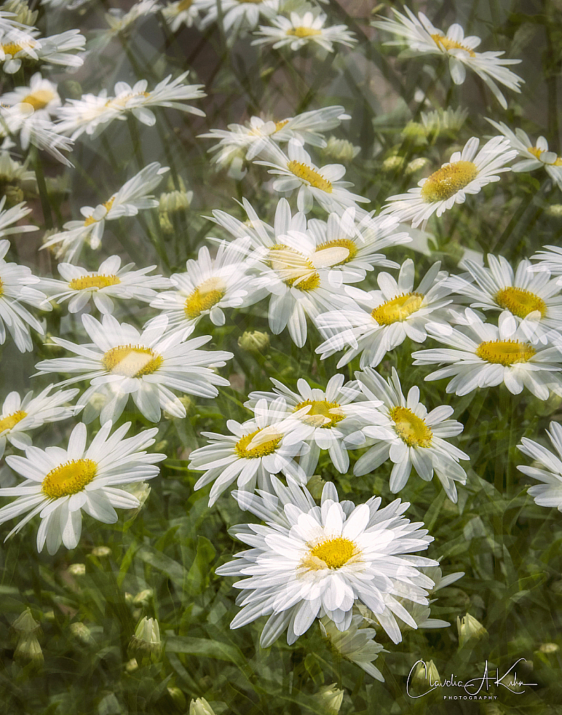 Crazy Daisies