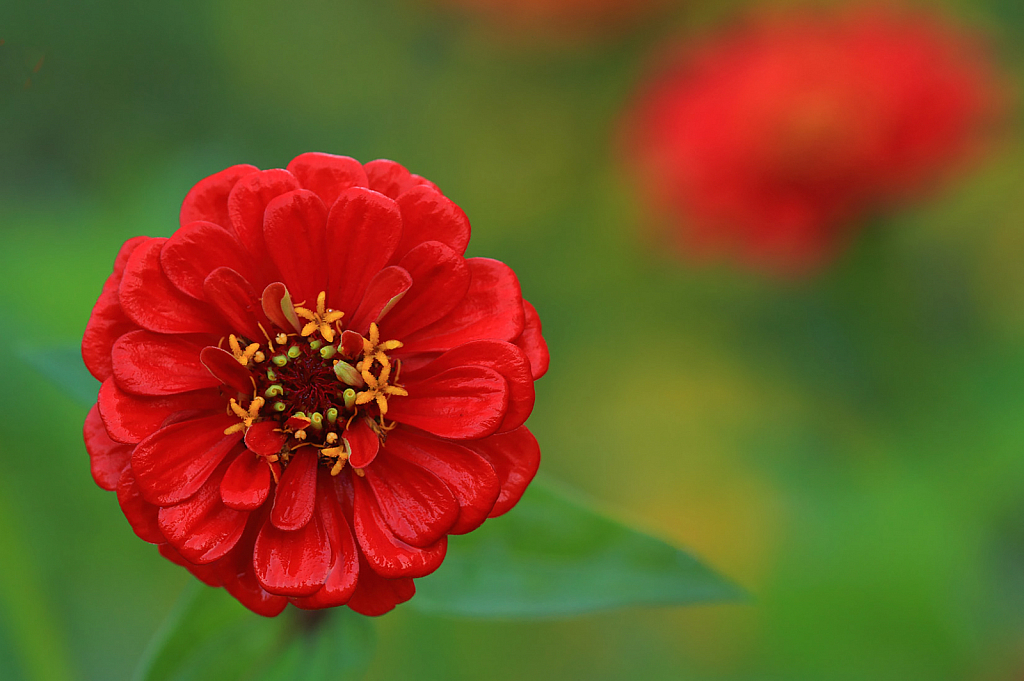 Red Zinnia