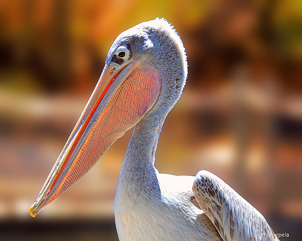 Pink-backed Pelican