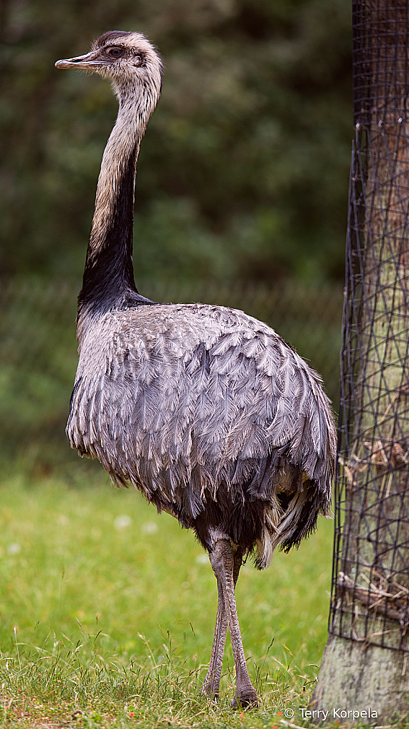 Greater Rhea