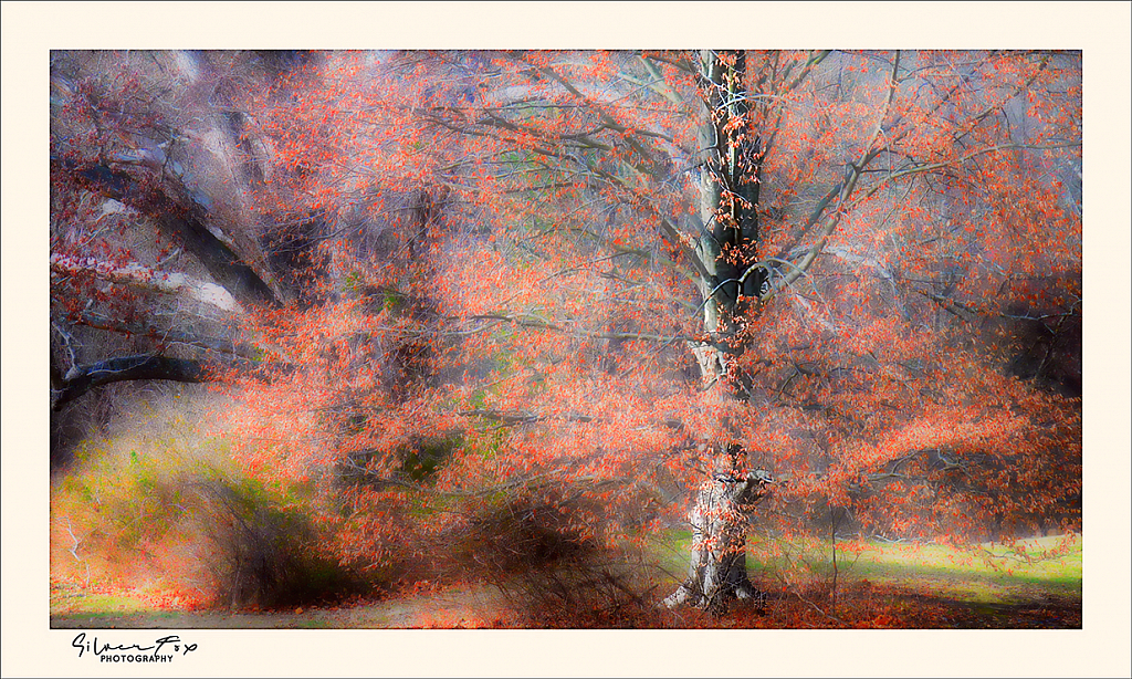 Autumn Beech