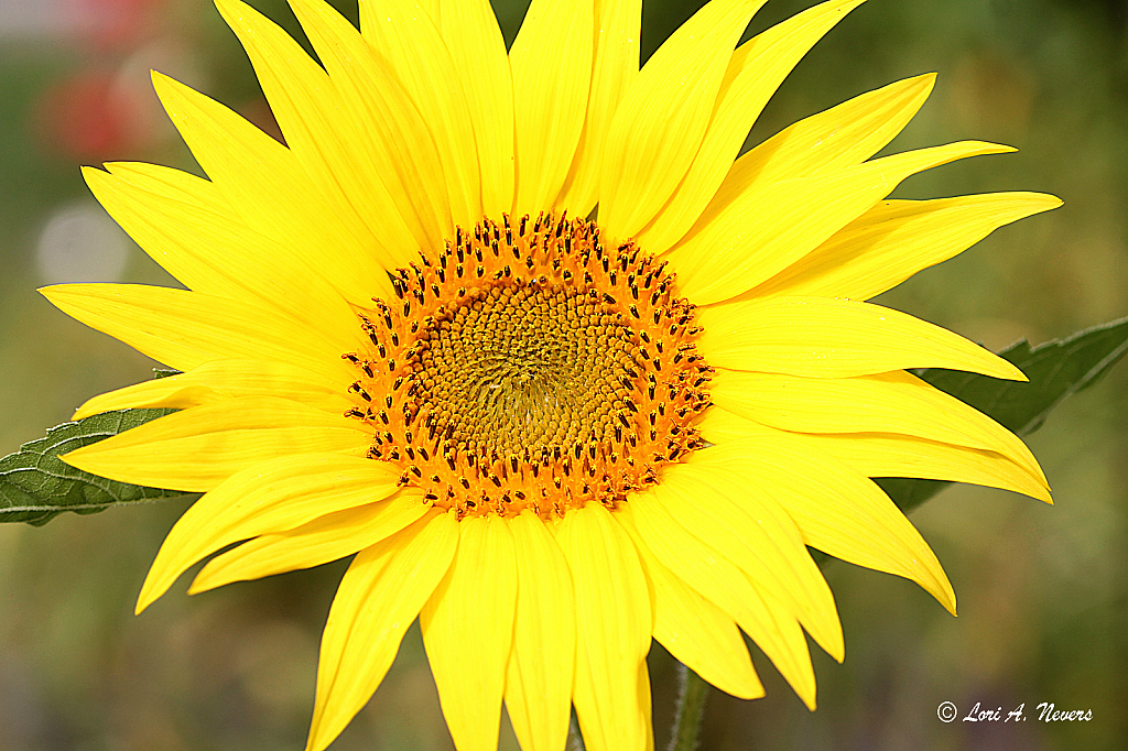 Mini Sunflower 2