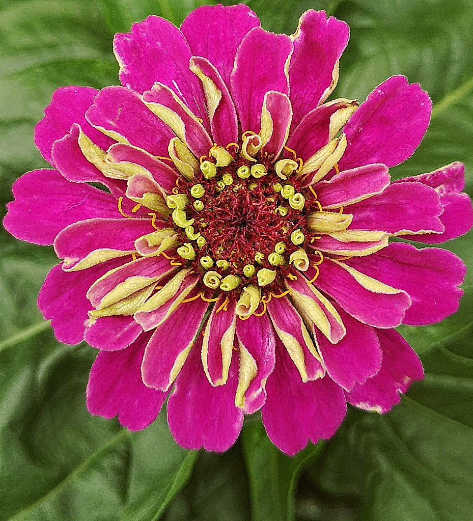 Zinnia 