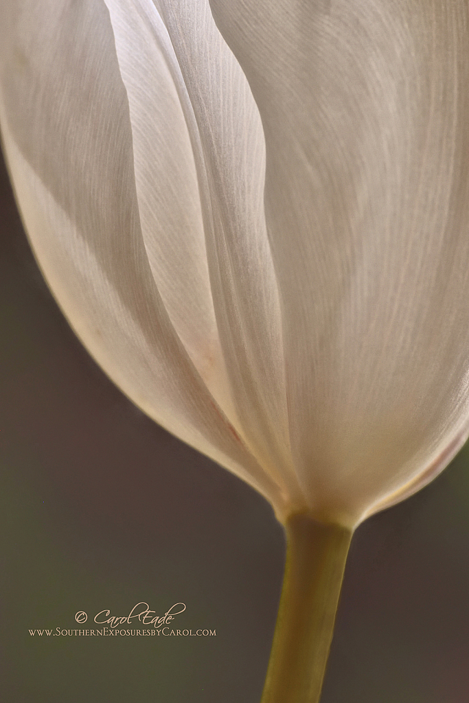 Tulip Abstract - ID: 15829456 © Carol Eade