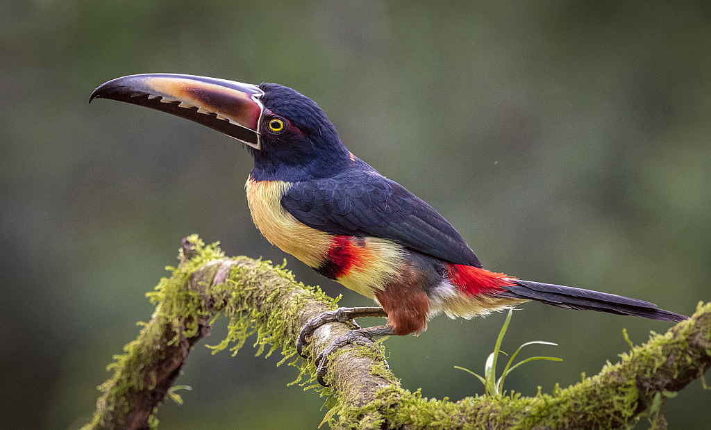 Aracari