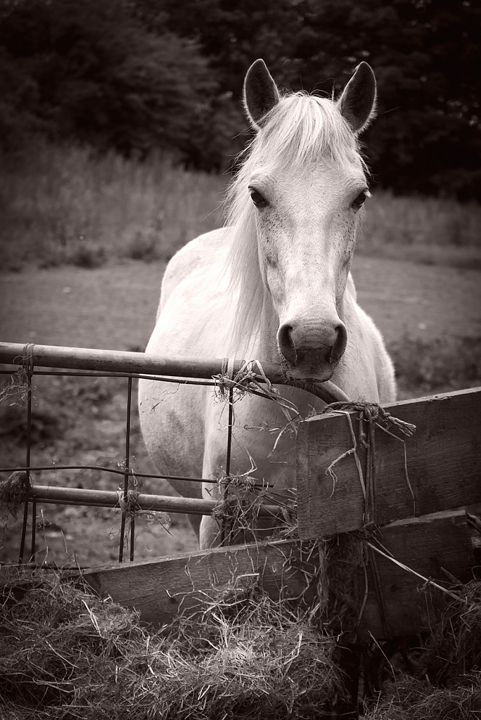 Horse on Barley Hill