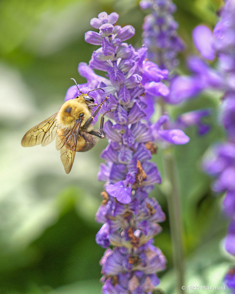 Visit of the Bee