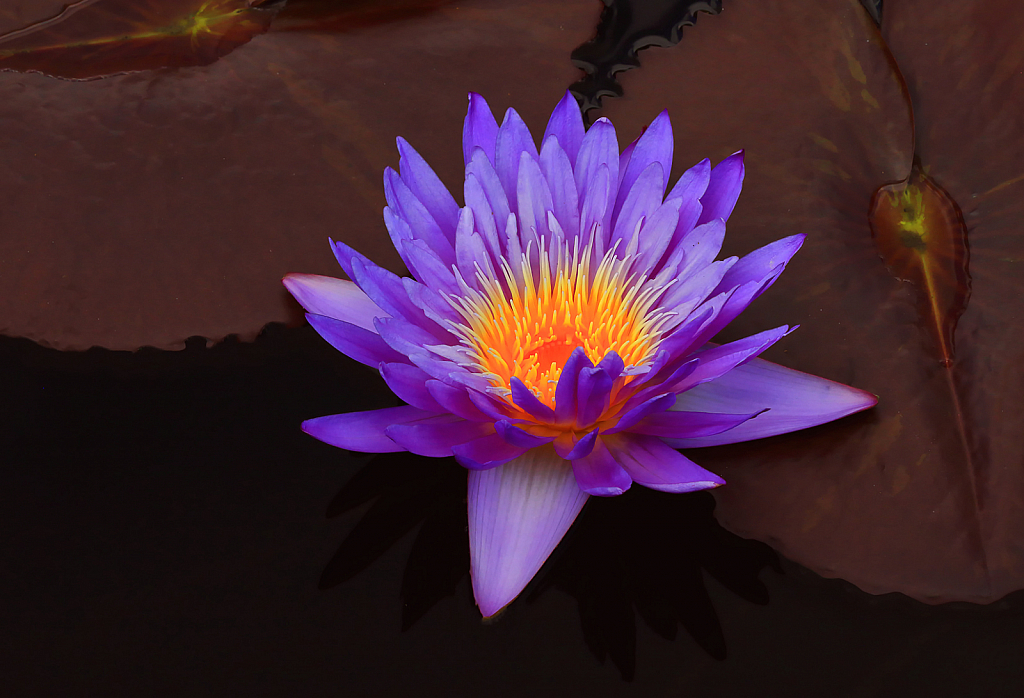 Blue Waterlily