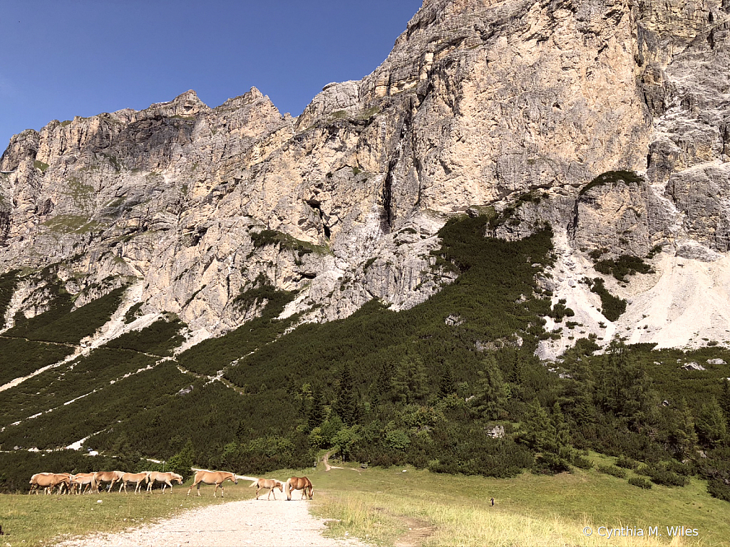 Wild Horses of the Dolomites
