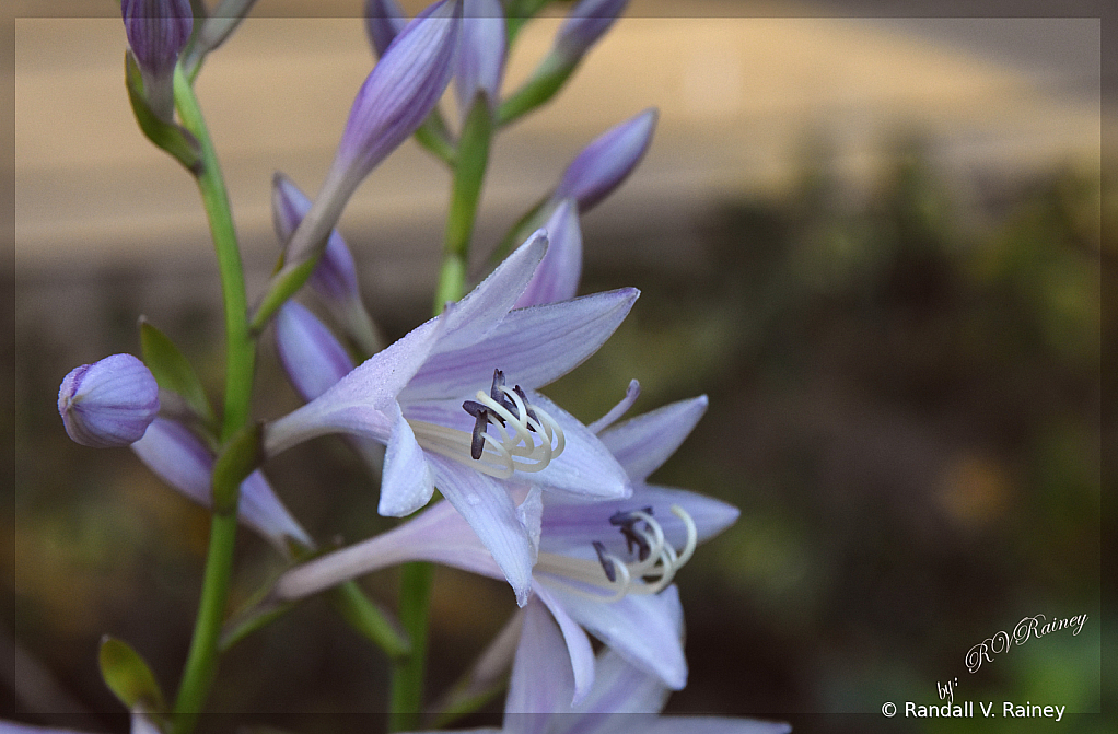 Purple Flowers at morning 