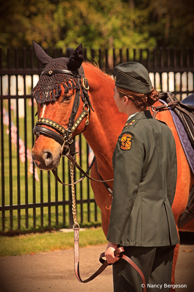 Caparisoned Horse