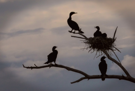 Cormorants in Silhouette