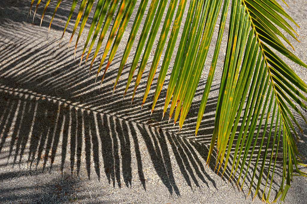 Shadows and Patterns