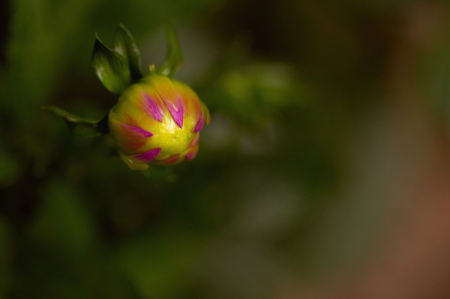 Dahlia Ready to Bloom