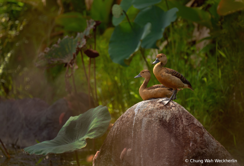 A Pair of Whistling Ducks