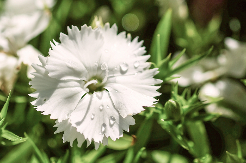 A single bloom, almost tears 