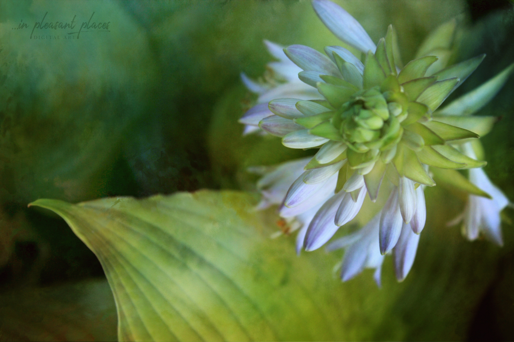 Beauty in Buds