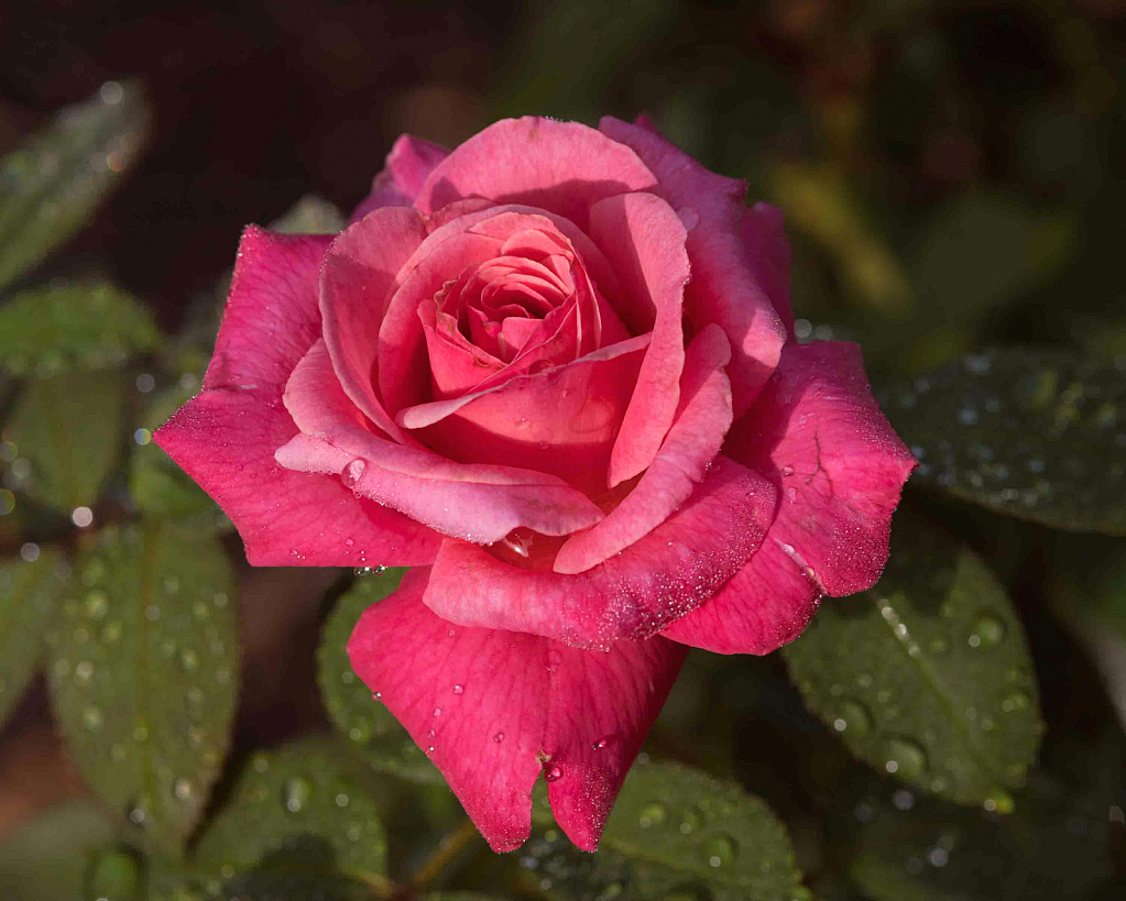 Dewdrops on a Rose