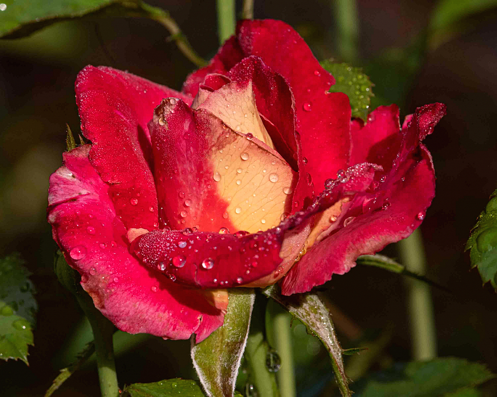 Raindrops on a Rose