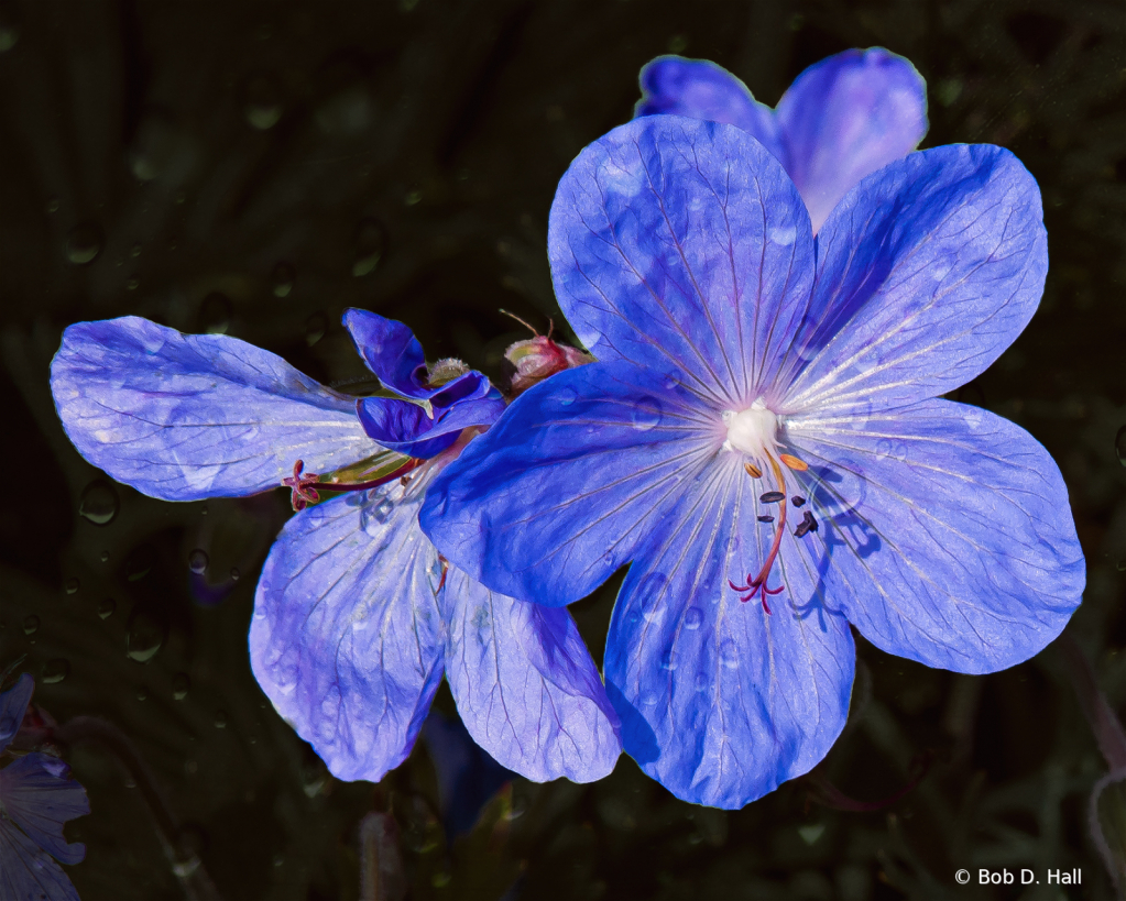 Crainesbill (Hardy Geranium)