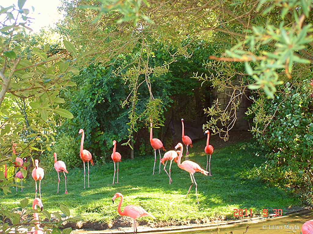 Flamingoes at the Zoo - ID: 15830732 © Nada Mayla