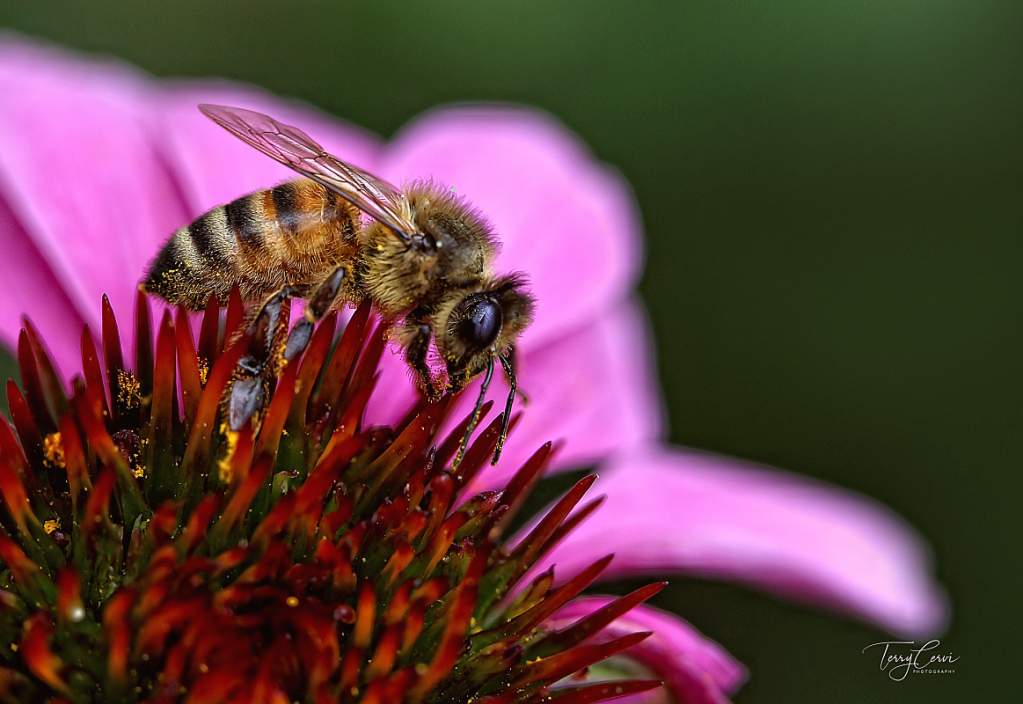 Little Pollen Collector