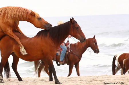 Ponies on the beach