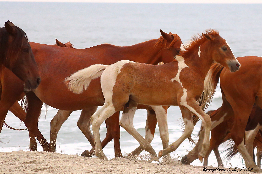 Ponies beach walk