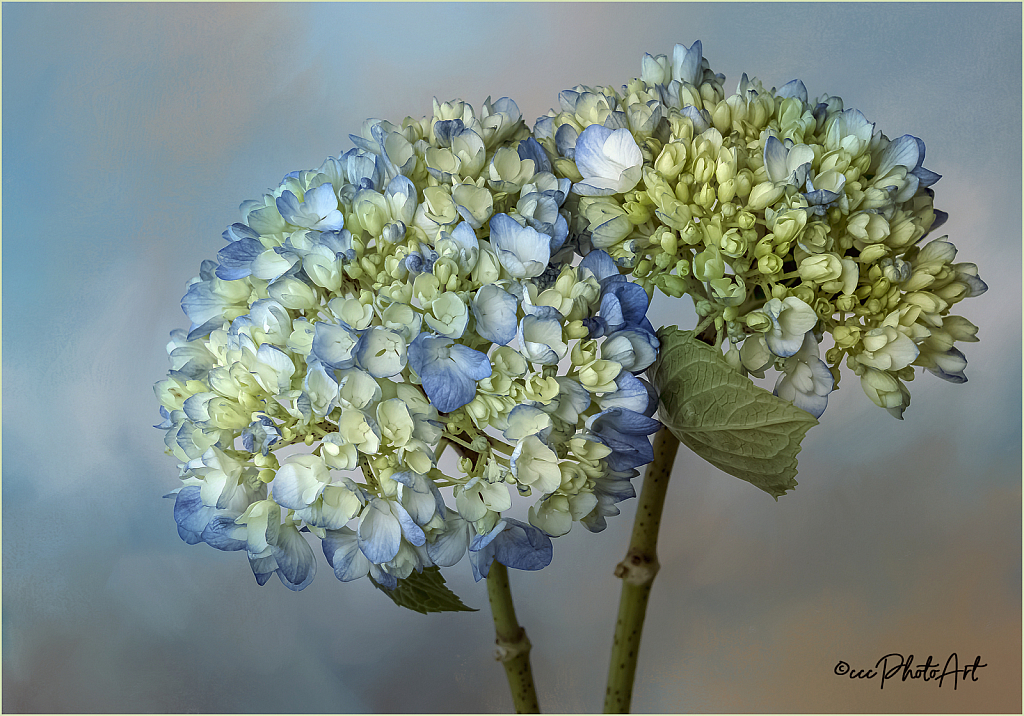 Shades of Summer - ID: 15830985 © Candice C. Calhoun