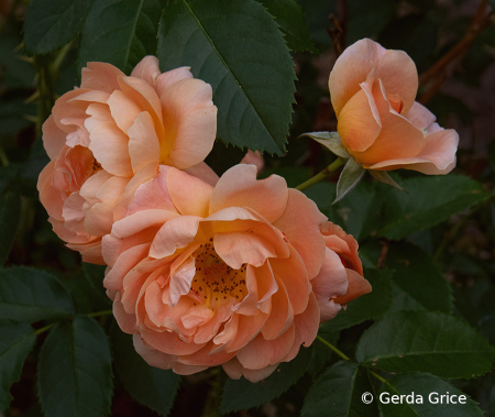 Peach Coloured Roses