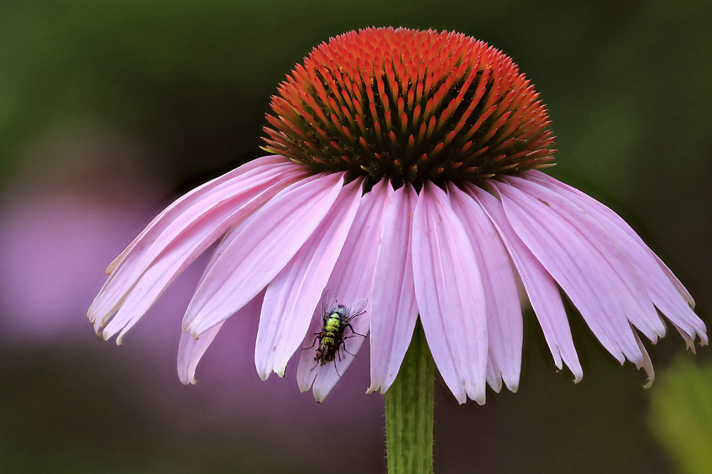 Cone Flower and Bug