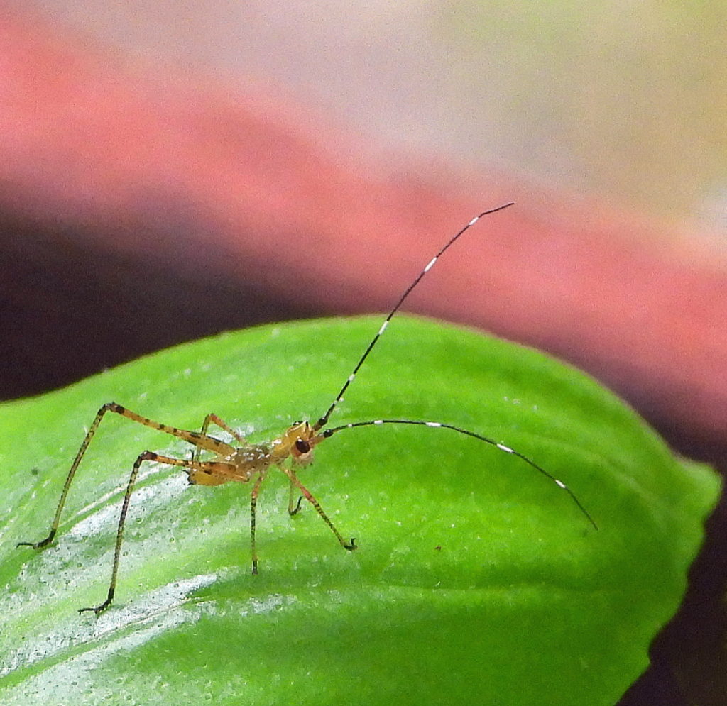 Baby on Basil Leaf