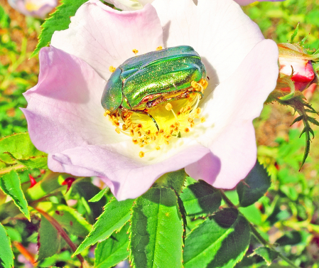 The beetle on the rose.