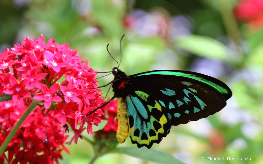 Fairchild Butterfly Garden 2