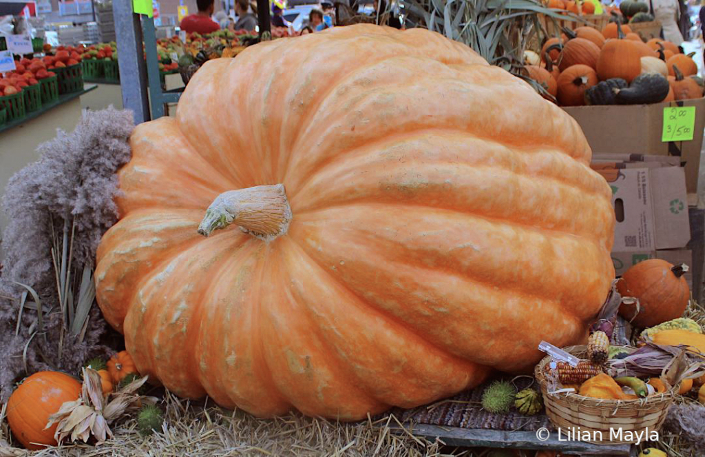 Giant Pumpkin in Atwater Market, Montreal