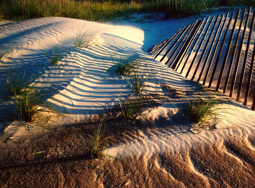 Dunes at the Golden Hour