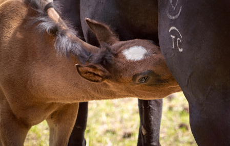 Nursing Roan