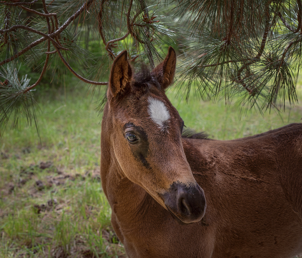 Baby Roan