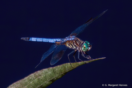Dragonfly Posing