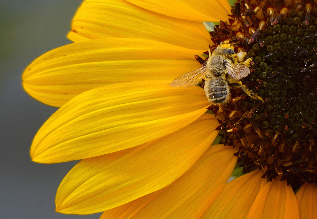 Feasting on Sweet Summer