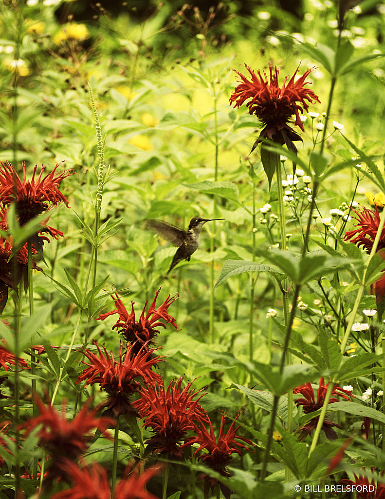 Humming Bird Visit